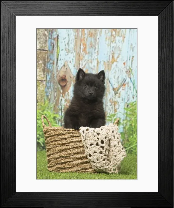 Framed Print : Picture No. 12019052 Framed Print : Picture No. 12019052