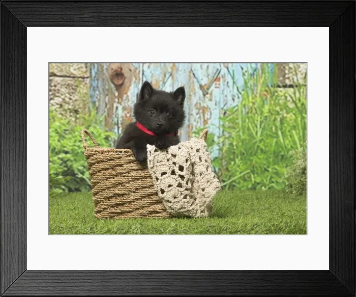 Framed Print : Picture No. 12019053 Framed Print : Picture No. 12019053
