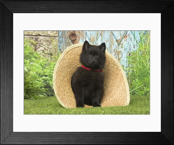 Framed Print : Picture No. 12019054 Framed Print : Picture No. 12019054