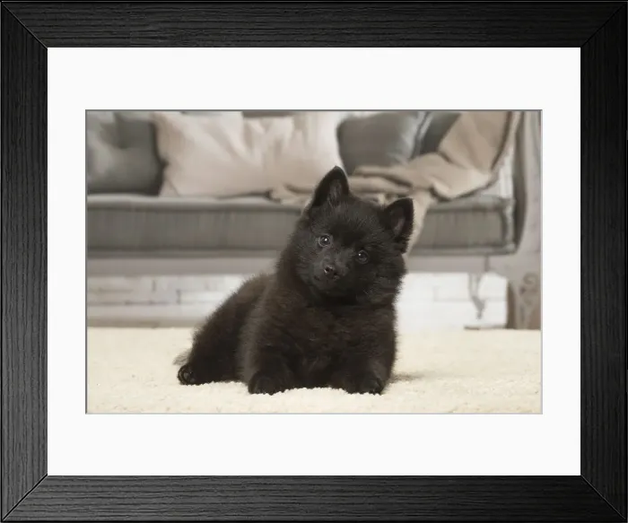 Framed Print : Picture No. 12019055 Framed Print : Picture No. 12019055