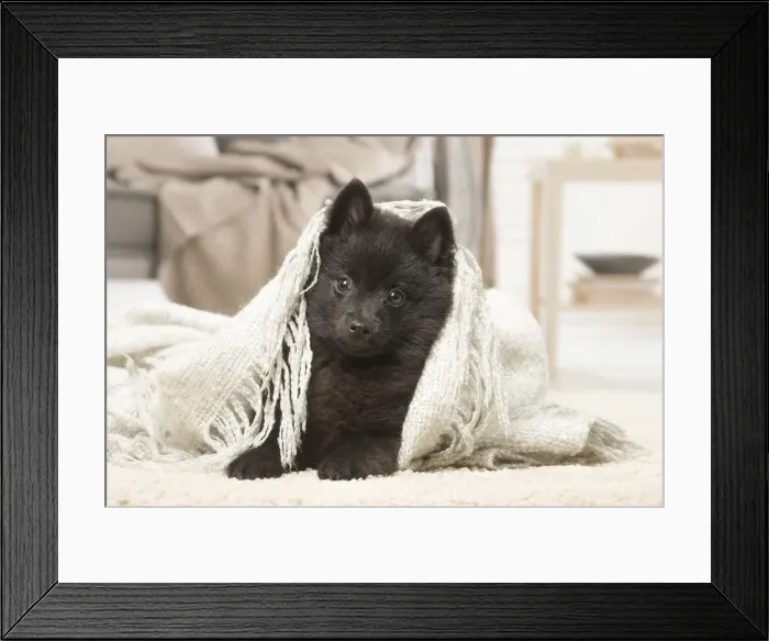 Framed Print : Picture No. 12019056 Framed Print : Picture No. 12019056
