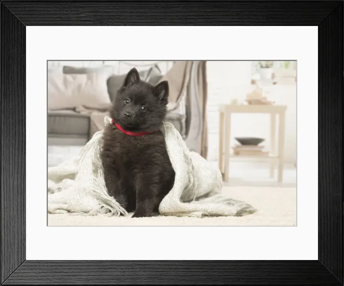 Framed Print : Picture No. 12019057 Framed Print : Picture No. 12019057