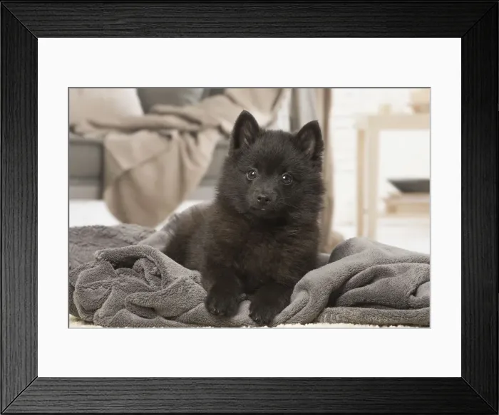Framed Print : Picture No. 12019058 Framed Print : Picture No. 12019058