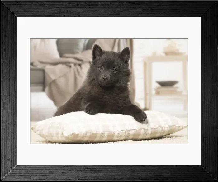 Framed Print : Picture No. 12019059 Framed Print : Picture No. 12019059