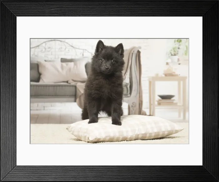 Framed Print : Picture No. 12019060 Framed Print : Picture No. 12019060