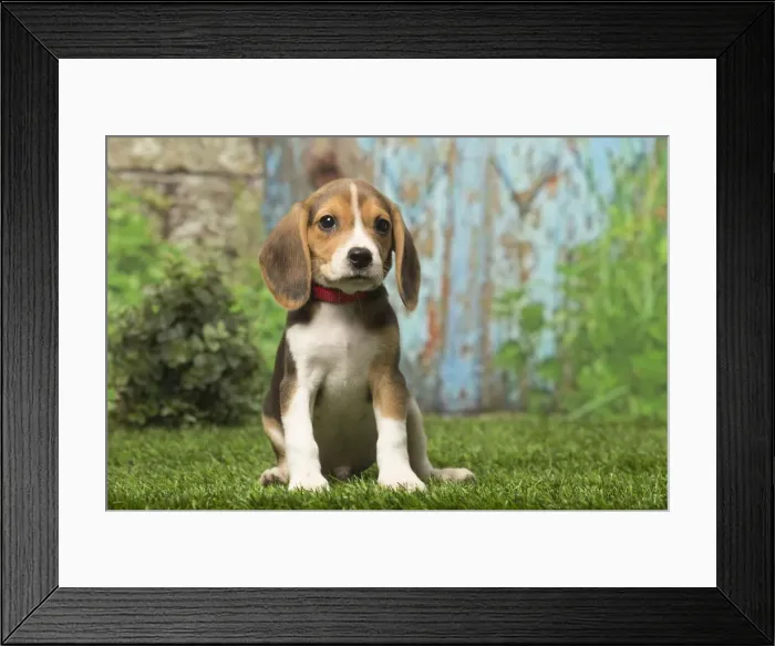 Framed Print : Picture No. 12019063 Framed Print : Picture No. 12019063