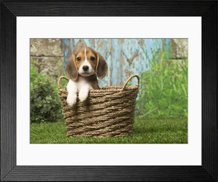 Framed Print : Picture No. 12019064 Framed Print : Picture No. 12019064
