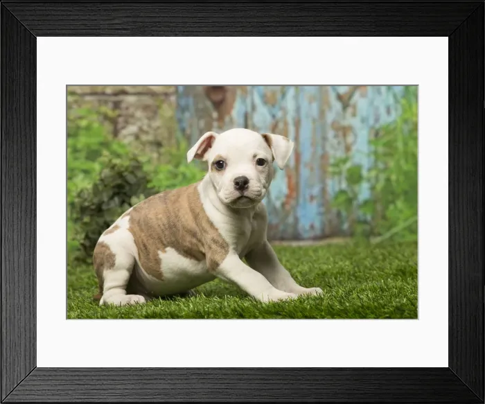 Framed Print : Picture No. 12019066 Framed Print : Picture No. 12019066