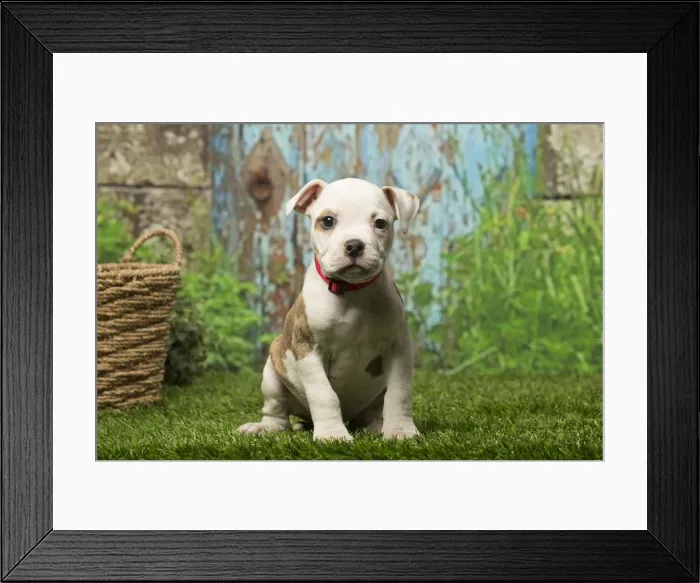 Framed Print : Picture No. 12019067 Framed Print : Picture No. 12019067