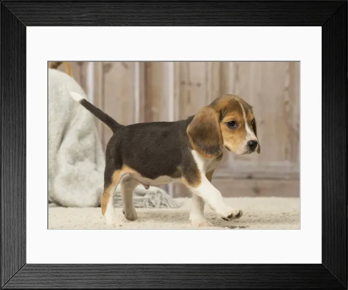 Framed Print : Picture No. 12019070 Framed Print : Picture No. 12019070