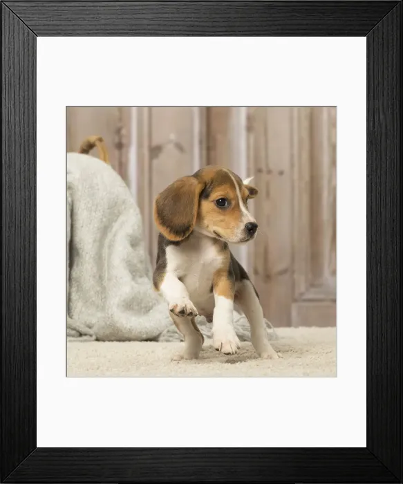 Framed Print : Picture No. 12019071 Framed Print : Picture No. 12019071