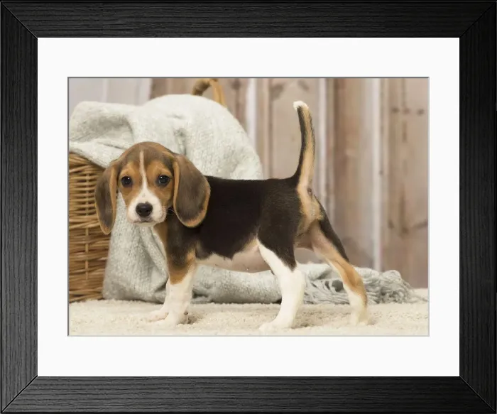 Framed Print : Picture No. 12019072 Framed Print : Picture No. 12019072