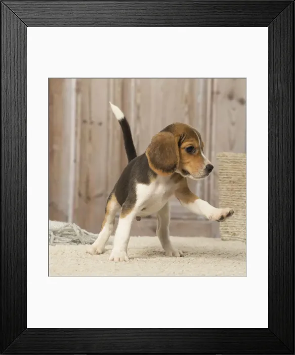 Framed Print : Picture No. 12019074 Framed Print : Picture No. 12019074