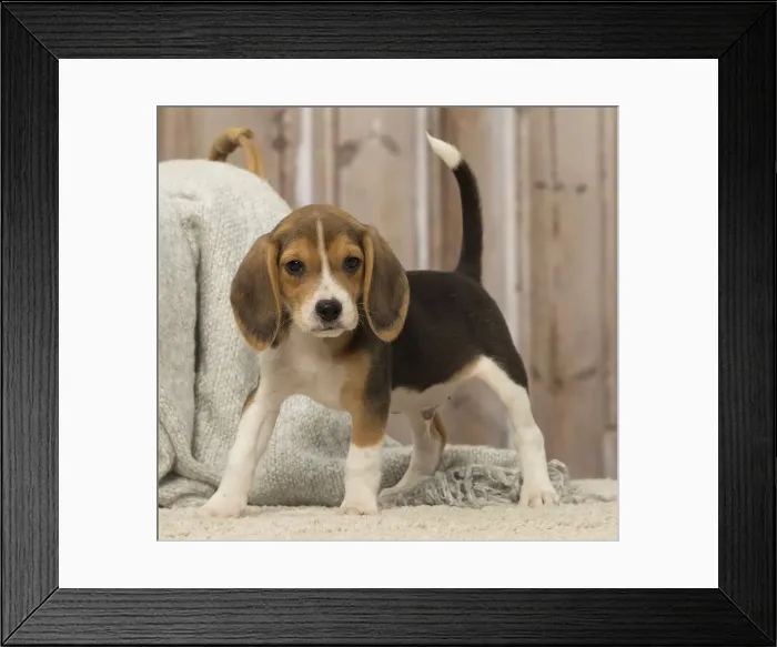 Framed Print : Picture No. 12019073 Framed Print : Picture No. 12019073