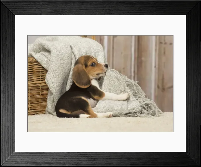 Framed Print : Picture No. 12019075 Framed Print : Picture No. 12019075