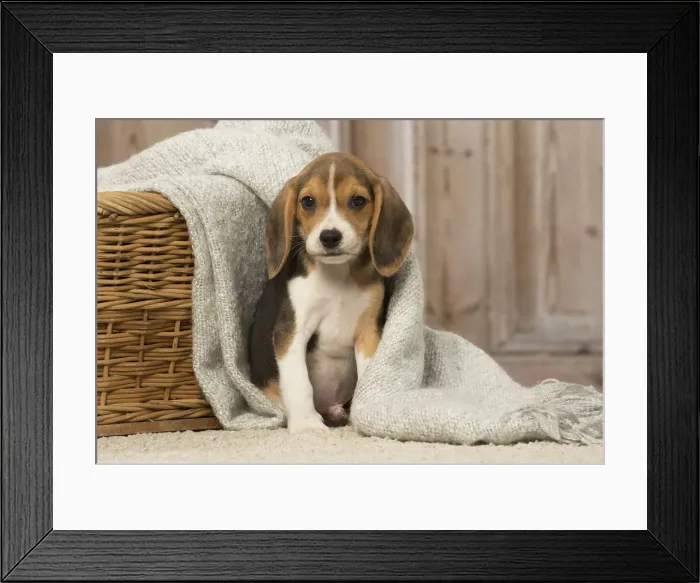 Framed Print : Picture No. 12019076 Framed Print : Picture No. 12019076