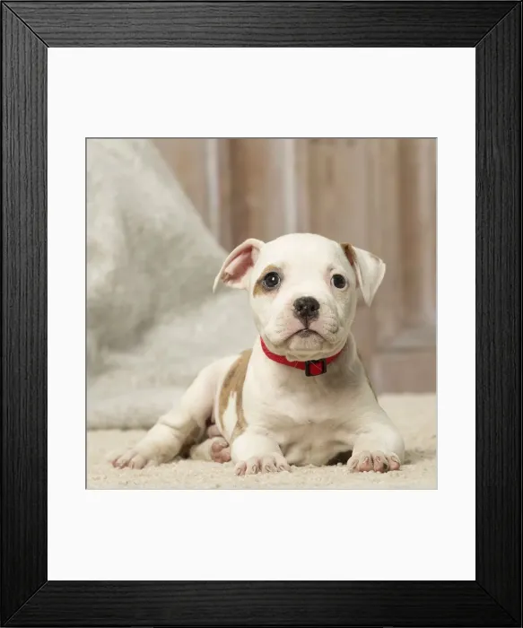 Framed Print : Picture No. 12019078 Framed Print : Picture No. 12019078