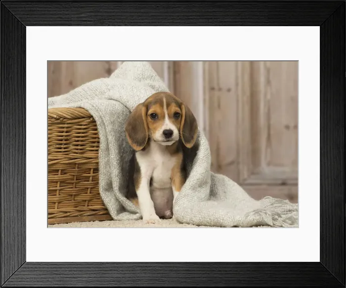 Framed Print : Picture No. 12019077 Framed Print : Picture No. 12019077