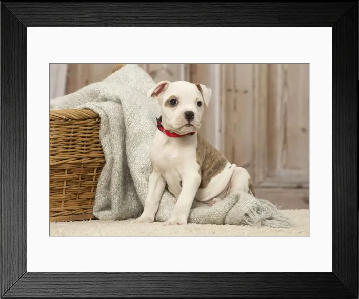 Framed Print : Picture No. 12019079 Framed Print : Picture No. 12019079