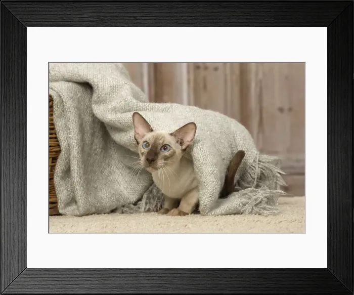 Framed Print : Picture No. 12019080 Framed Print : Picture No. 12019080