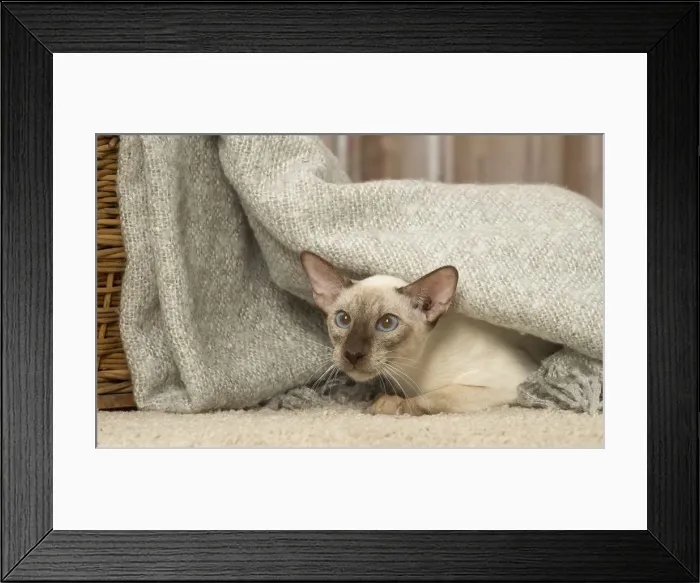 Framed Print : Picture No. 12019081 Framed Print : Picture No. 12019081