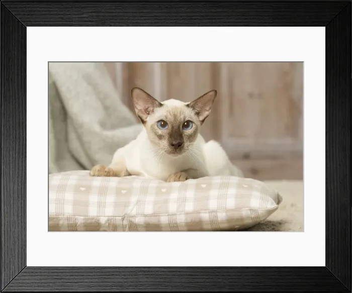 Framed Print : Picture No. 12019082 Framed Print : Picture No. 12019082