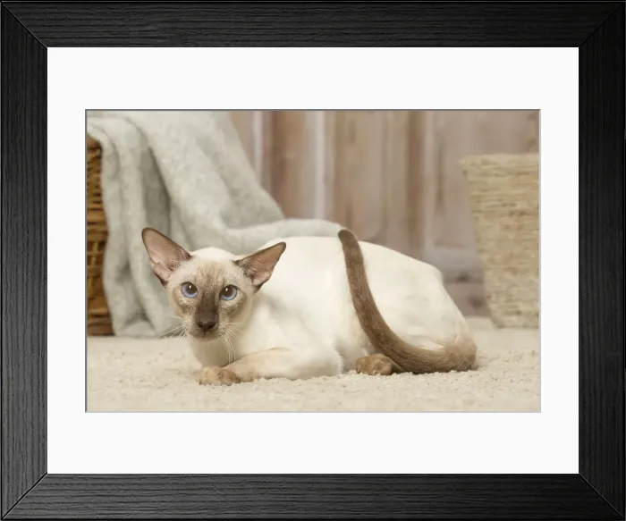 Framed Print : Picture No. 12019083 Framed Print : Picture No. 12019083