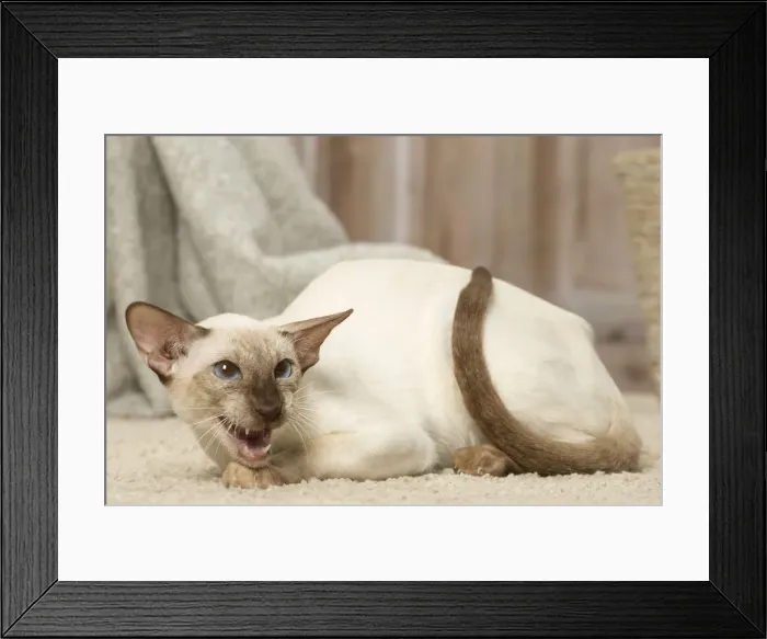 Framed Print : Picture No. 12019084 Framed Print : Picture No. 12019084