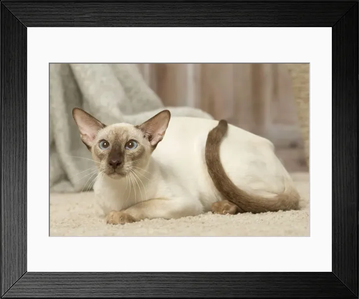 Framed Print : Picture No. 12019085 Framed Print : Picture No. 12019085