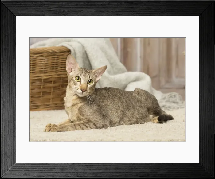 Framed Print : Picture No. 12019086 Framed Print : Picture No. 12019086