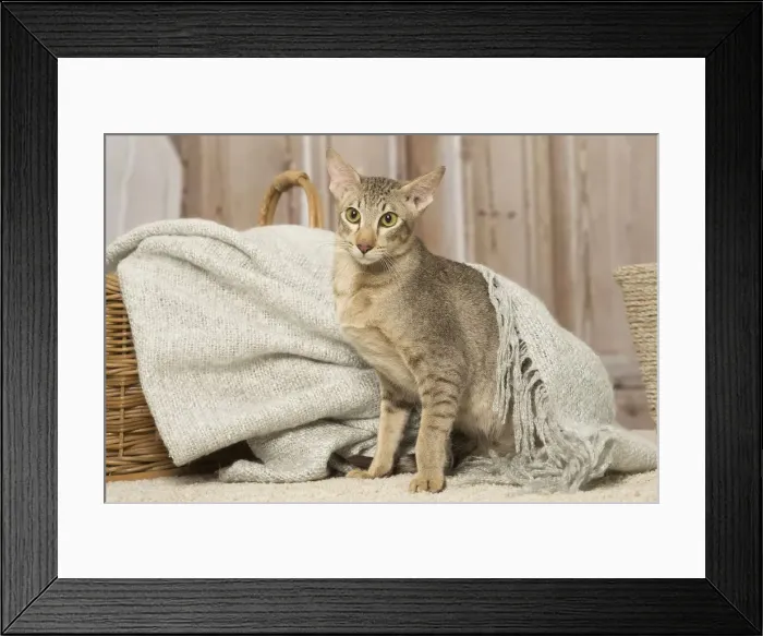 Framed Print : Picture No. 12019087 Framed Print : Picture No. 12019087