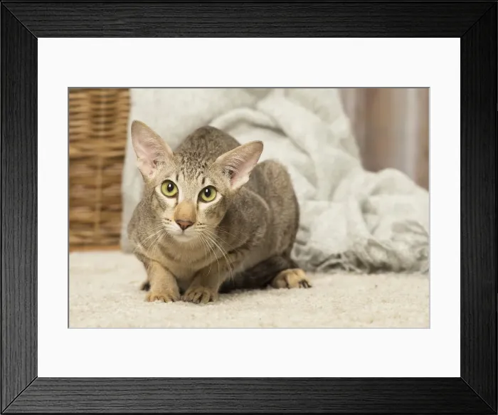 Framed Print : Picture No. 12019088 Framed Print : Picture No. 12019088