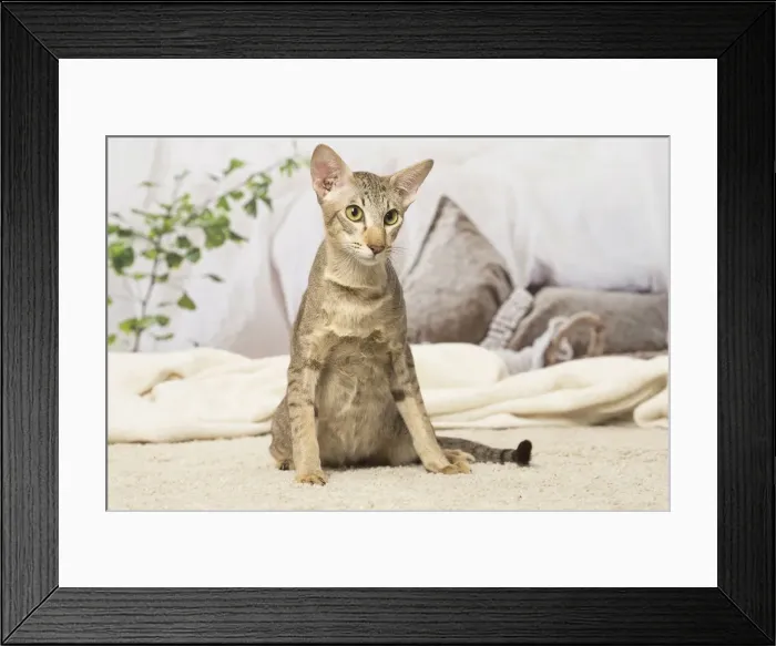 Framed Print : Picture No. 12019089 Framed Print : Picture No. 12019089