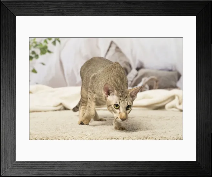 Framed Print : Picture No. 12019090 Framed Print : Picture No. 12019090