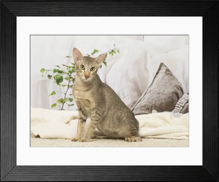 Framed Print : Picture No. 12019091 Framed Print : Picture No. 12019091