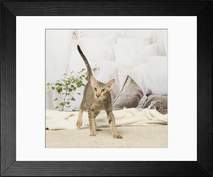 Framed Print : Picture No. 12019092 Framed Print : Picture No. 12019092