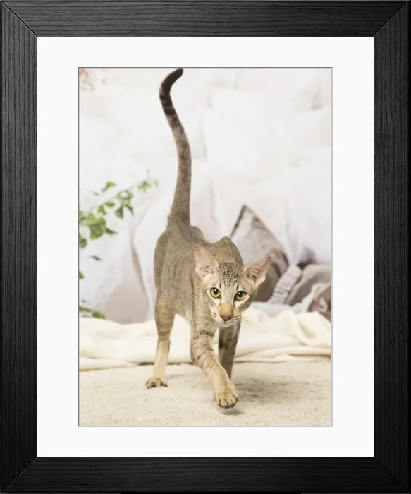 Framed Print : Picture No. 12019093 Framed Print : Picture No. 12019093
