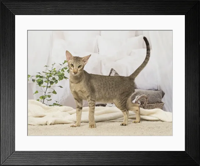 Framed Print : Picture No. 12019094 Framed Print : Picture No. 12019094