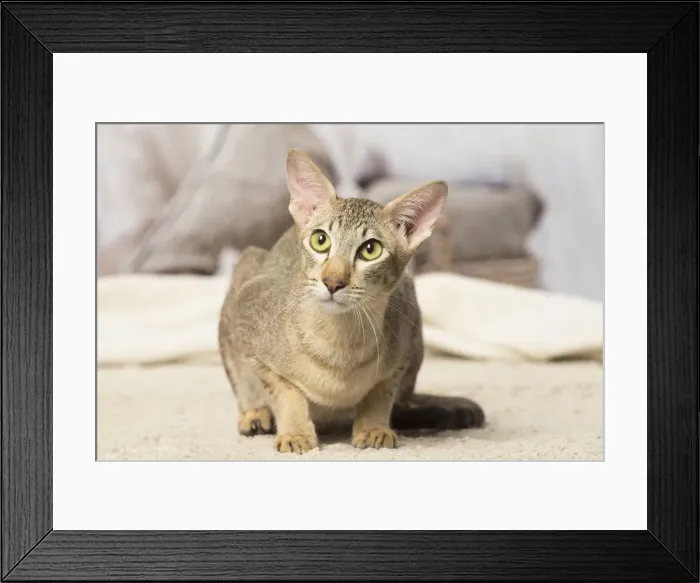 Framed Print : Picture No. 12019095 Framed Print : Picture No. 12019095