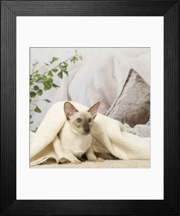 Framed Print : Picture No. 12019097 Framed Print : Picture No. 12019097