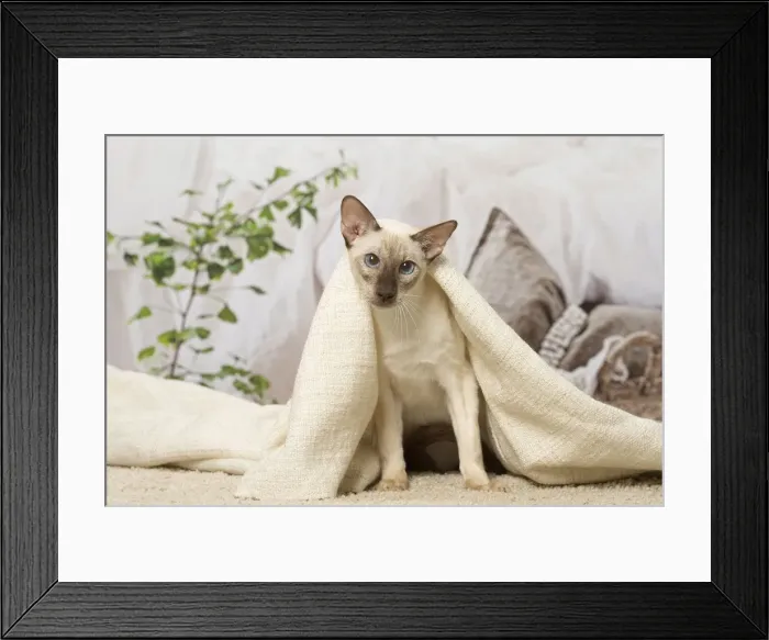 Framed Print : Picture No. 12019098 Framed Print : Picture No. 12019098