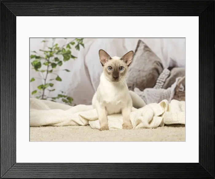 Framed Print : Picture No. 12019099 Framed Print : Picture No. 12019099