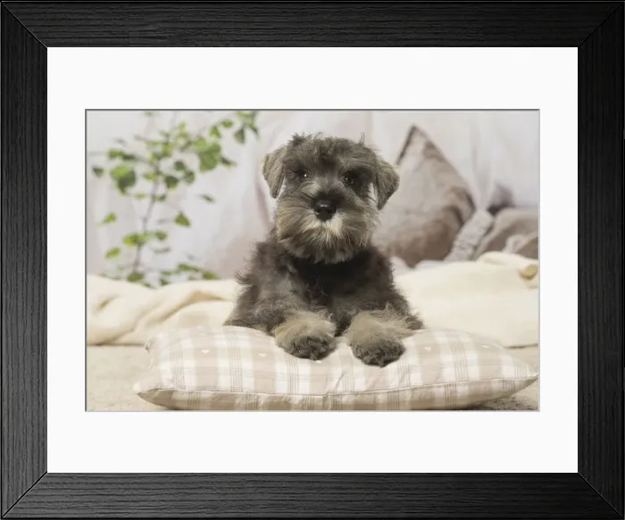 Framed Print : Picture No. 12019105 Framed Print : Picture No. 12019105