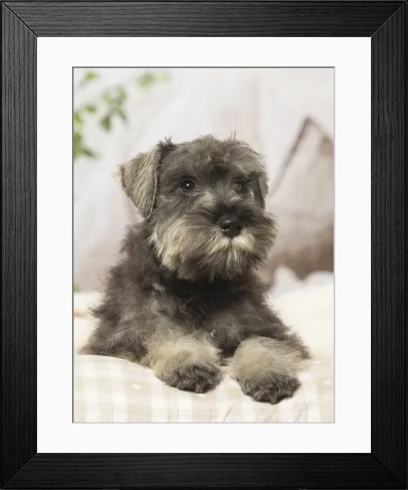 Framed Print : Picture No. 12019106 Framed Print : Picture No. 12019106