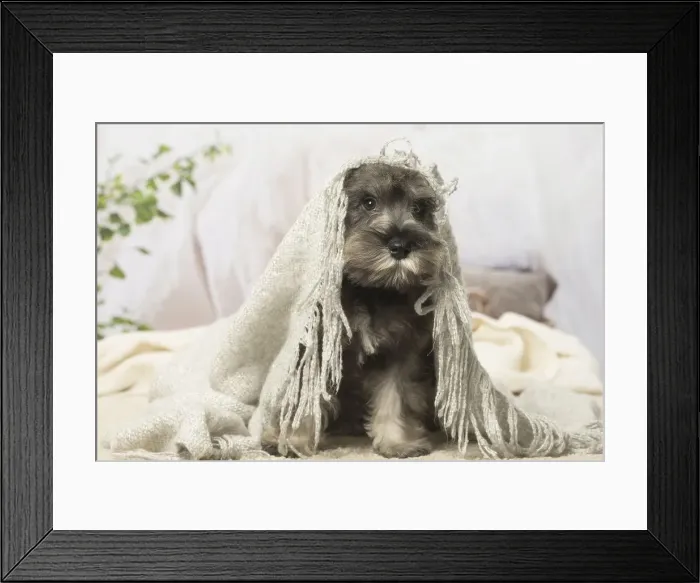 Framed Print : Picture No. 12019109 Framed Print : Picture No. 12019109
