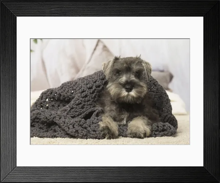 Framed Print : Picture No. 12019110 Framed Print : Picture No. 12019110