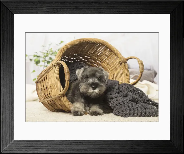 Framed Print : Picture No. 12019112 Framed Print : Picture No. 12019112