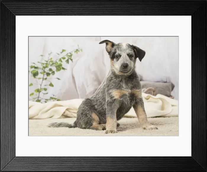 Framed Print : Picture No. 12019115 Framed Print : Picture No. 12019115