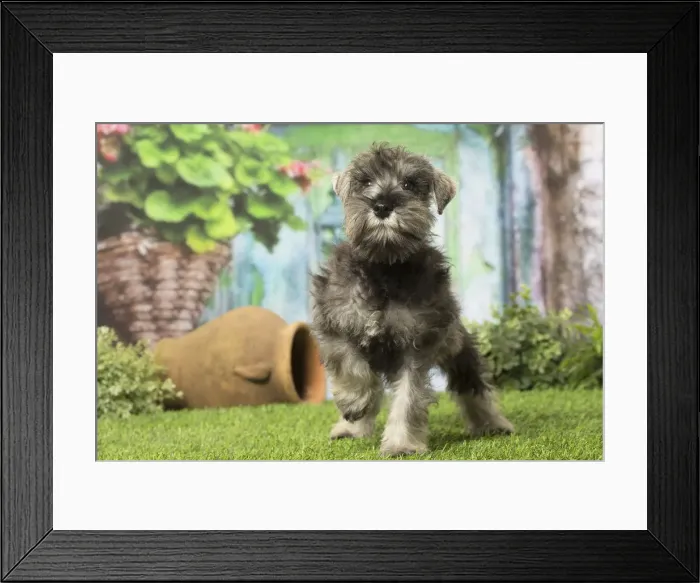 Framed Print : Picture No. 12019118 Framed Print : Picture No. 12019118