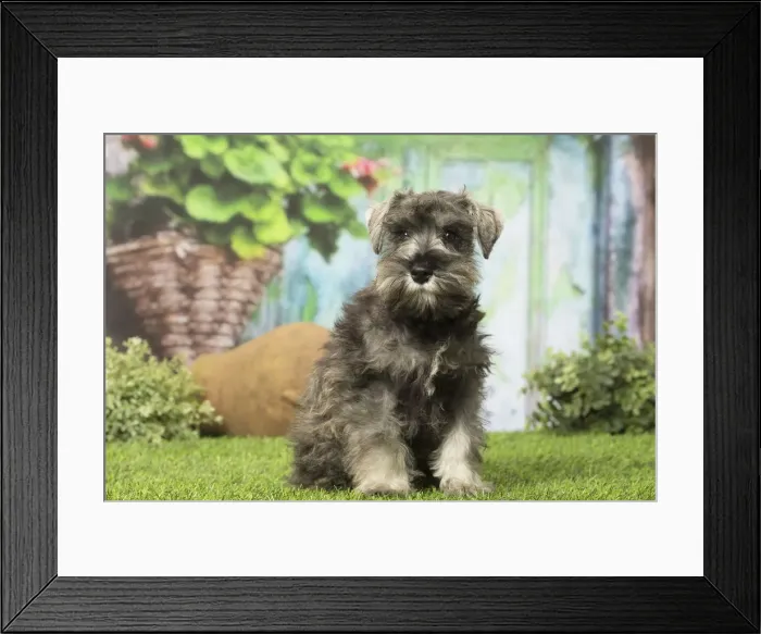 Framed Print : Picture No. 12019119 Framed Print : Picture No. 12019119